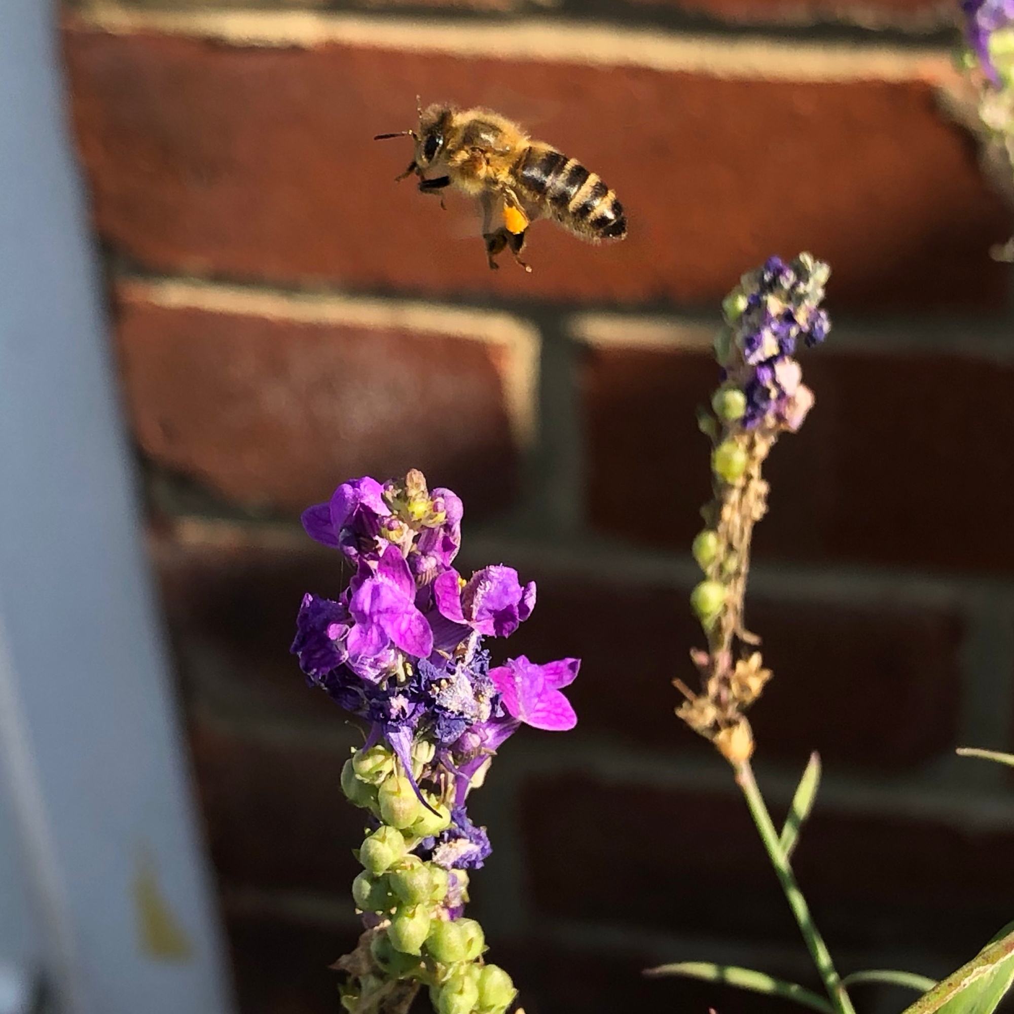 Bee Flying