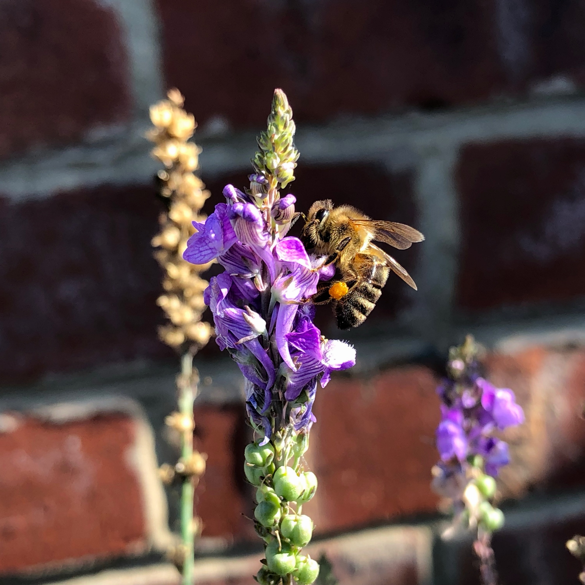 Bee on Flower