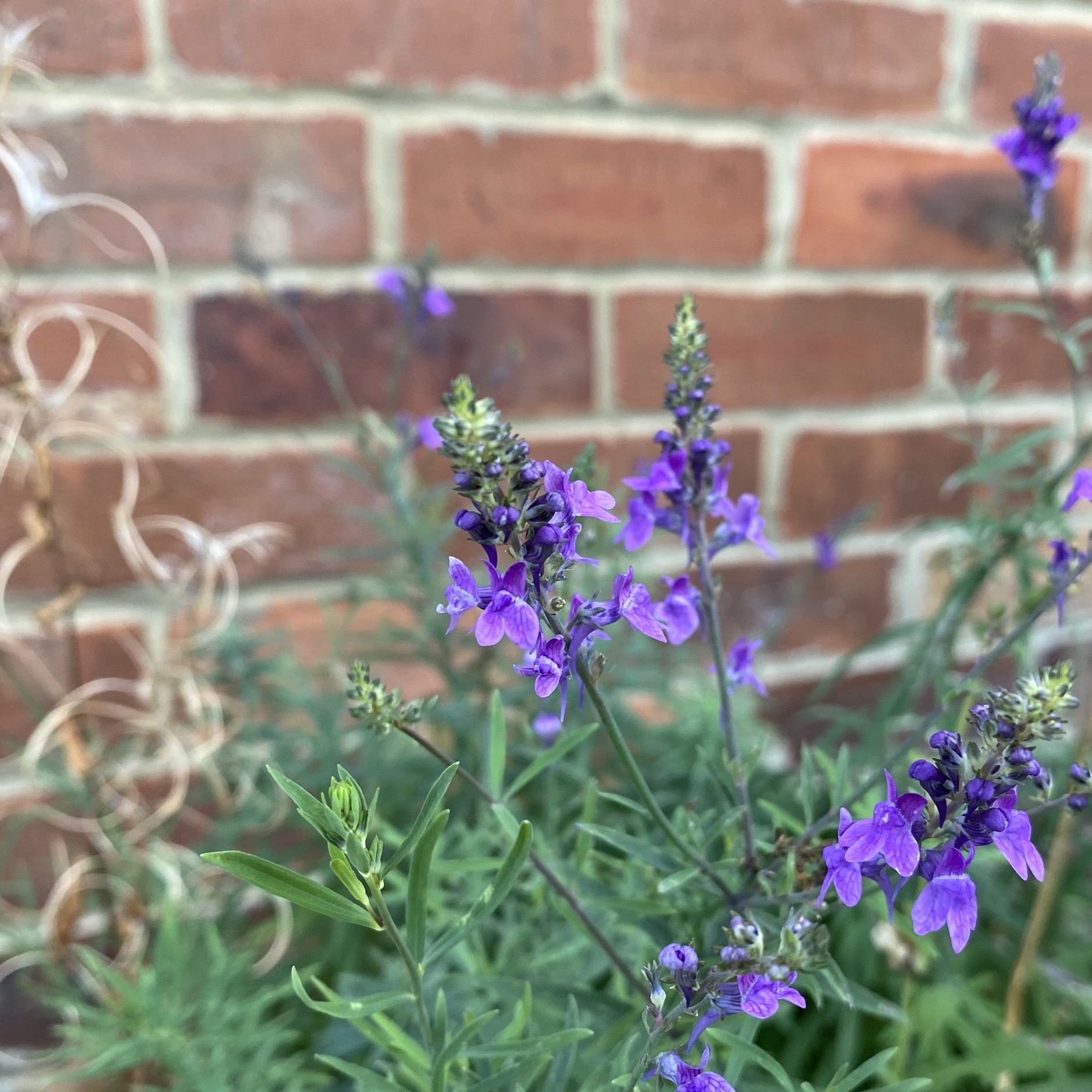 Purple Flower