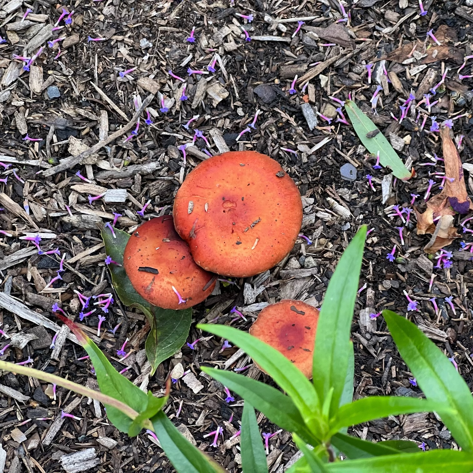 Round Mushrooms