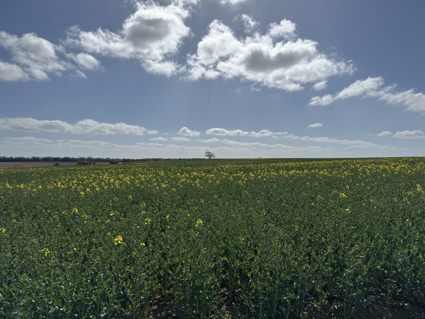 A field of green plants with yellow flowers stretches under a partly cloudy sky with a single tree in the centre of the scene in the distance.